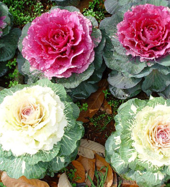 減肥吃什么最好 盤點11種超贊刮油食物