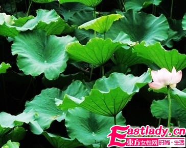 荷葉湯 消腫去脂的減肥良藥