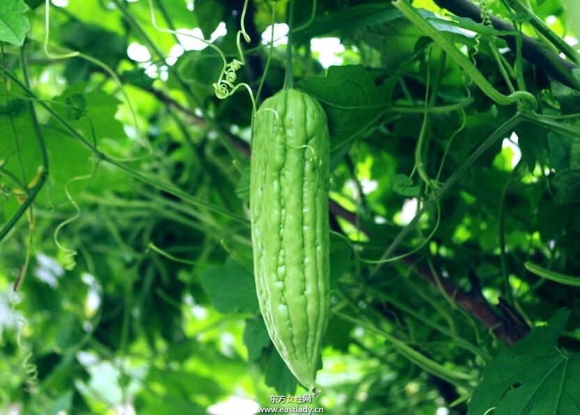 剖析苦瓜汁七大營(yíng)養(yǎng)功效 據(jù)說(shuō)還能減肥哦