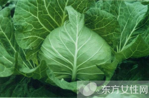 減肥食品有哪些 最佳減肥食物大盤點