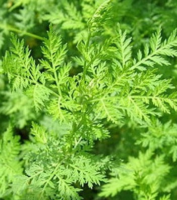 民間飲食減肥秘方