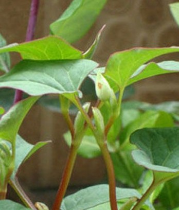 民間飲食減肥秘方