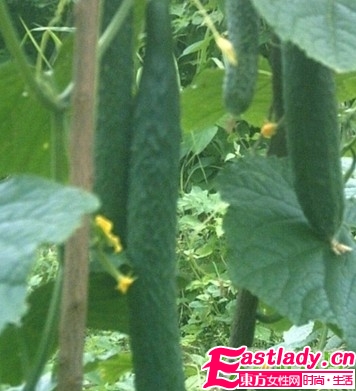 夏季最能減肥的9大蔬果