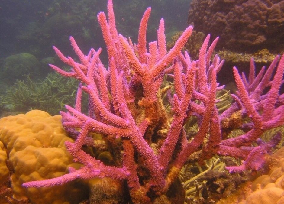 紅珊瑚的5大作用 7個小技巧鑒別真假紅珊瑚