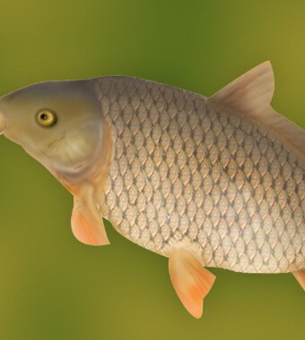 秋季進(jìn)補(bǔ) 秋季進(jìn)補(bǔ)多吃9種魚