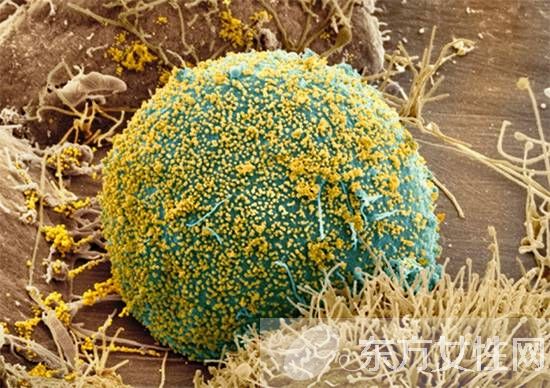 輪狀病毒疫苗什么時候接種 輪狀病毒疫苗的接種注意事項