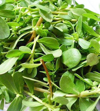 小兒夏季長(zhǎng)痱子怎么辦 九種治小兒痱子的方法