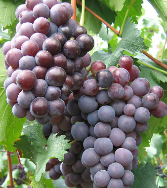 兒童飲食與健康 秋季寶寶吃什么