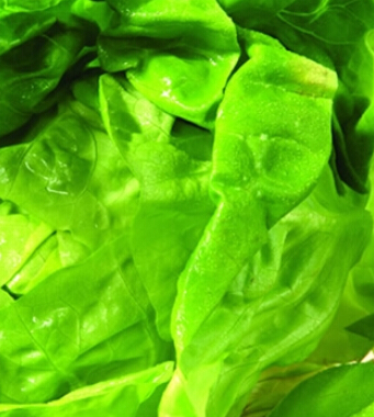 嬰兒飲食調(diào)理 飲食調(diào)理打造寶寶健康體質(zhì)