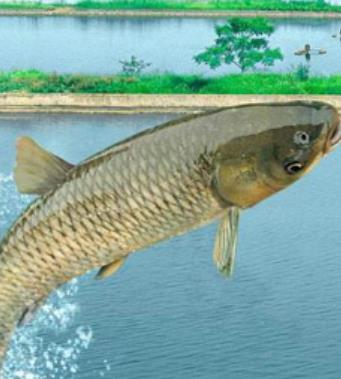 秋季進(jìn)補(bǔ) 秋季進(jìn)補(bǔ)多吃9種魚