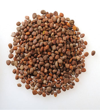 兒童小孩服用中藥的需要注意的5個(gè)事項(xiàng)