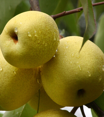 止咳化痰偏方 寶寶止咳化痰食療菜譜