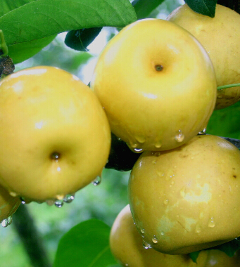 兒童飲食與健康 秋季寶寶吃什么