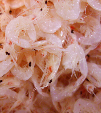 春季寶寶要注意的飲食 六個禁忌定要牢記