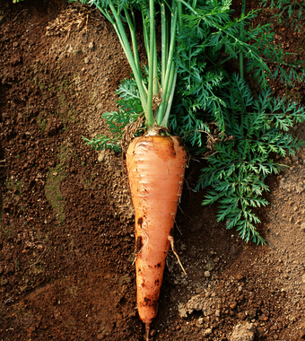 胡蘿卜的功效與作用 有助于寶寶健康成長