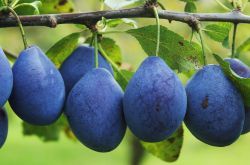 5種最坑娃的食物 千萬不要給寶寶吃