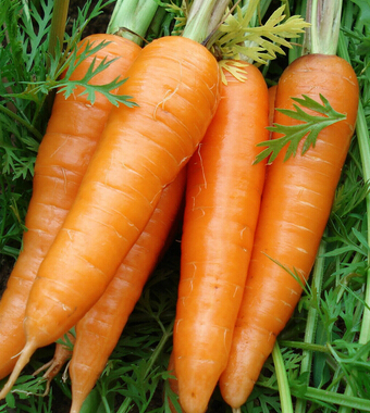 胡蘿卜的功效與作用 有助于寶寶健康成長