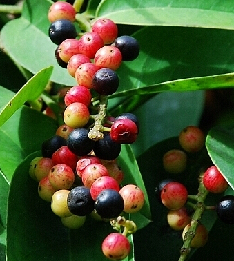 中醫(yī)保健養(yǎng)生 小兒多涎癥中醫(yī)偏方