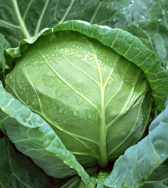 吃什么養(yǎng)胃 五個(gè)飲食方法養(yǎng)好寶寶的胃