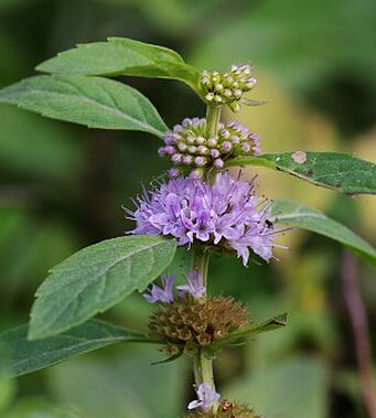 咳嗽偏方 中醫(yī)治療寶寶咳嗽5大要則