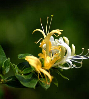 流行性腮腺炎 小兒流行性腮腺炎中醫(yī)偏方
