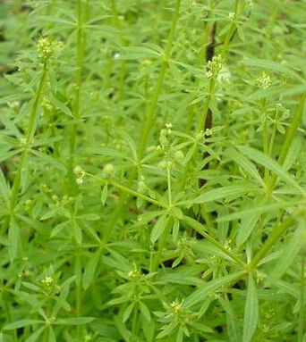 急性黃疸肝炎 小兒急性黃疸性肝炎偏方