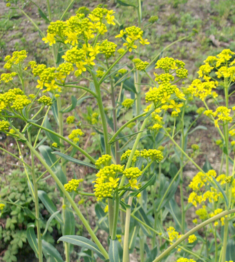 急性黃疸肝炎 小兒急性黃疸性肝炎偏方