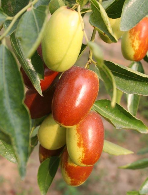 秋季養(yǎng)生 寶寶吃什么水果可以讓皮膚不干燥