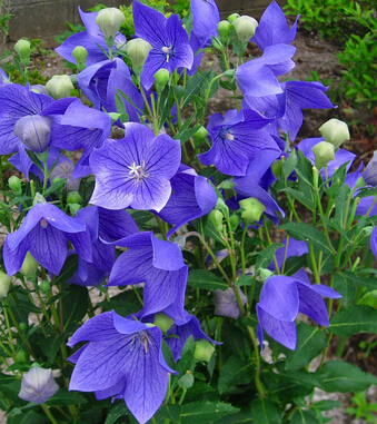 喘息性支氣管炎 小兒喘息性支氣管炎中醫(yī)偏方