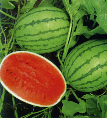 腹瀉吃什么食物 幼兒腹瀉期間不能吃的食物