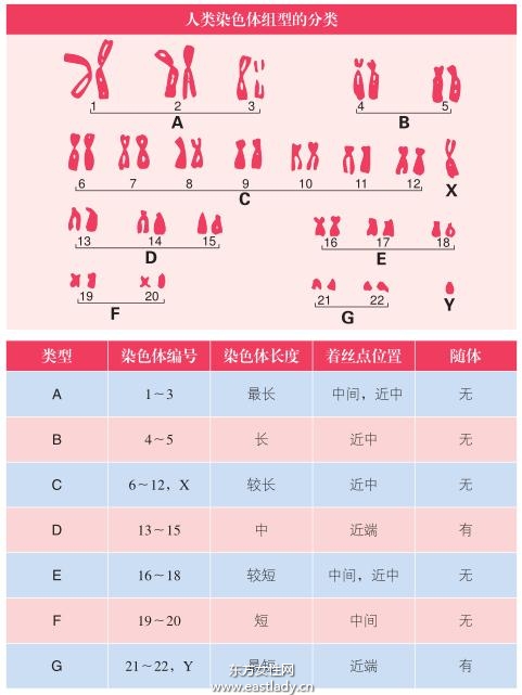 生男育女由性染色體決定