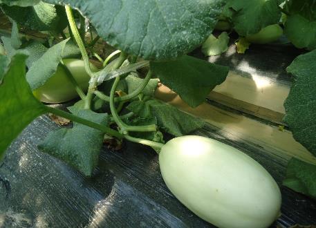 哺乳期能吃香瓜嗎 哺乳期吃香瓜有什么好處