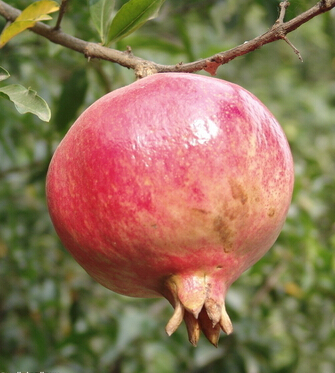 孕婦能吃石榴嗎 石榴祛病保健良效