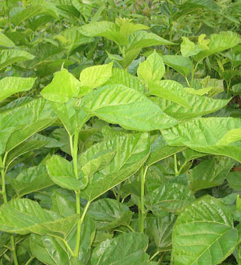 產(chǎn)后減肥必備的健康瘦身茶