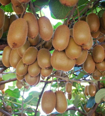 孕婦健康養(yǎng)生食譜 孕婦不可多吃的10種水果