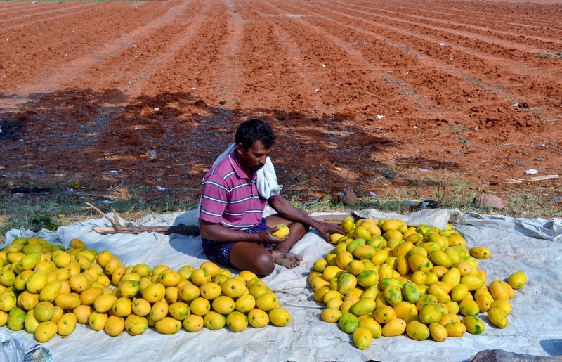 孕婦可以吃芒果嗎  孕婦吃芒果的好處