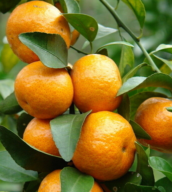 產(chǎn)后恢復(fù) 孕婦產(chǎn)后飲食有哪些禁忌