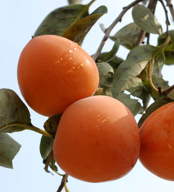 孕婦健康養(yǎng)生食譜 孕婦不可多吃的10種水果