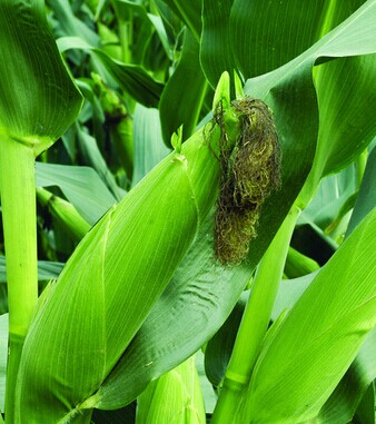 產(chǎn)后恢復(fù) 產(chǎn)后月子做不好傷身又傷神