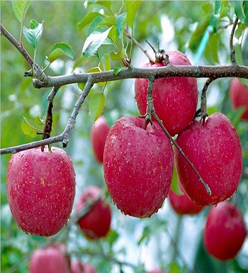 孕婦秋季吃什么水果好  吃梨清熱降壓