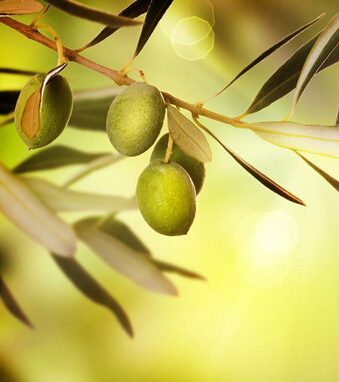 橄欖油的功效與作用 孕婦能用橄欖油嗎