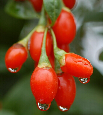 孕婦能吃枸杞嗎 孕婦需注意枸杞的吃法