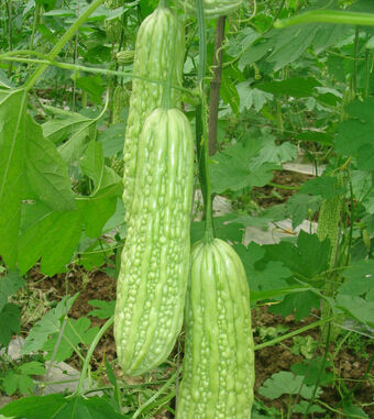 產(chǎn)后恢復(fù) 孕婦產(chǎn)后飲食有哪些禁忌