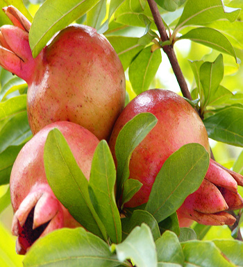 孕婦秋季吃什么水果好  吃梨清熱降壓