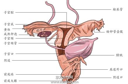 陰道環(huán)境也影響生男生女