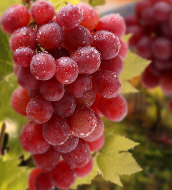 產(chǎn)后恢復(fù) 幾種產(chǎn)后補血食材不容小覷