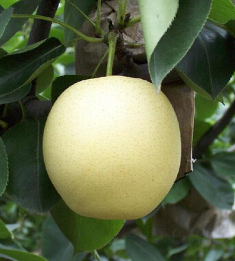 產(chǎn)婦吃什么好 冬季產(chǎn)婦能吃的8種水果