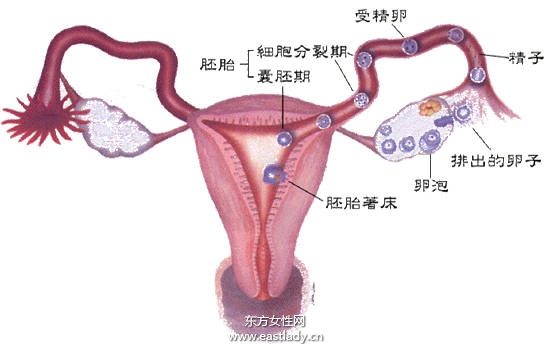 年紀(jì)大懷不上孩子怎么辦 高齡媽媽小心不孕不育