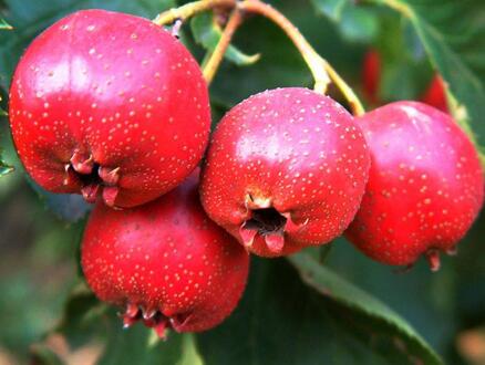 小產(chǎn)后吃什么好 小產(chǎn)后要注意些什么