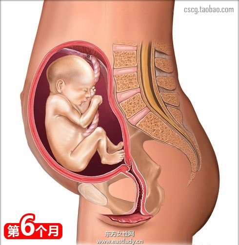 網(wǎng)上最全的懷孕育兒常識